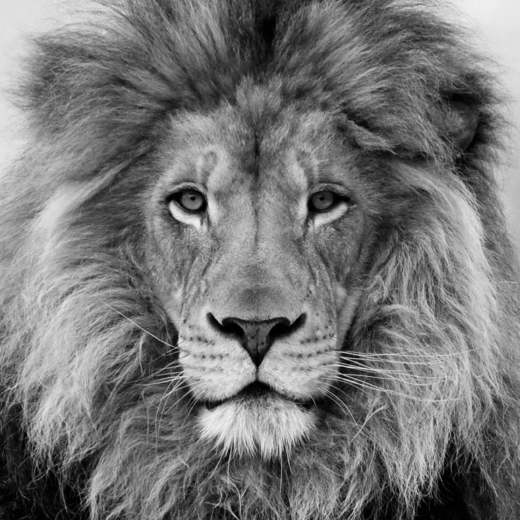 lion_image